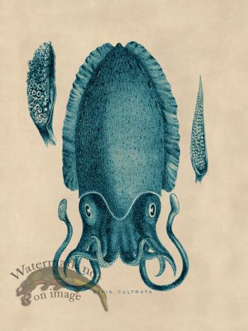 Octopus Teal 11